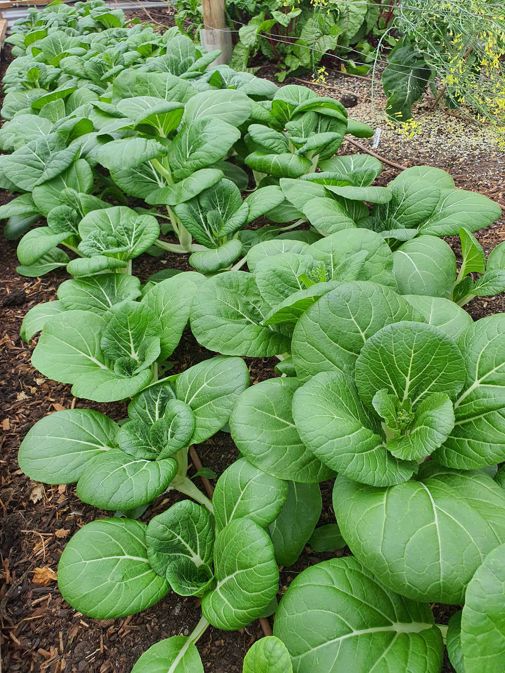 Design Your Own Smart Garden - Foundation Course