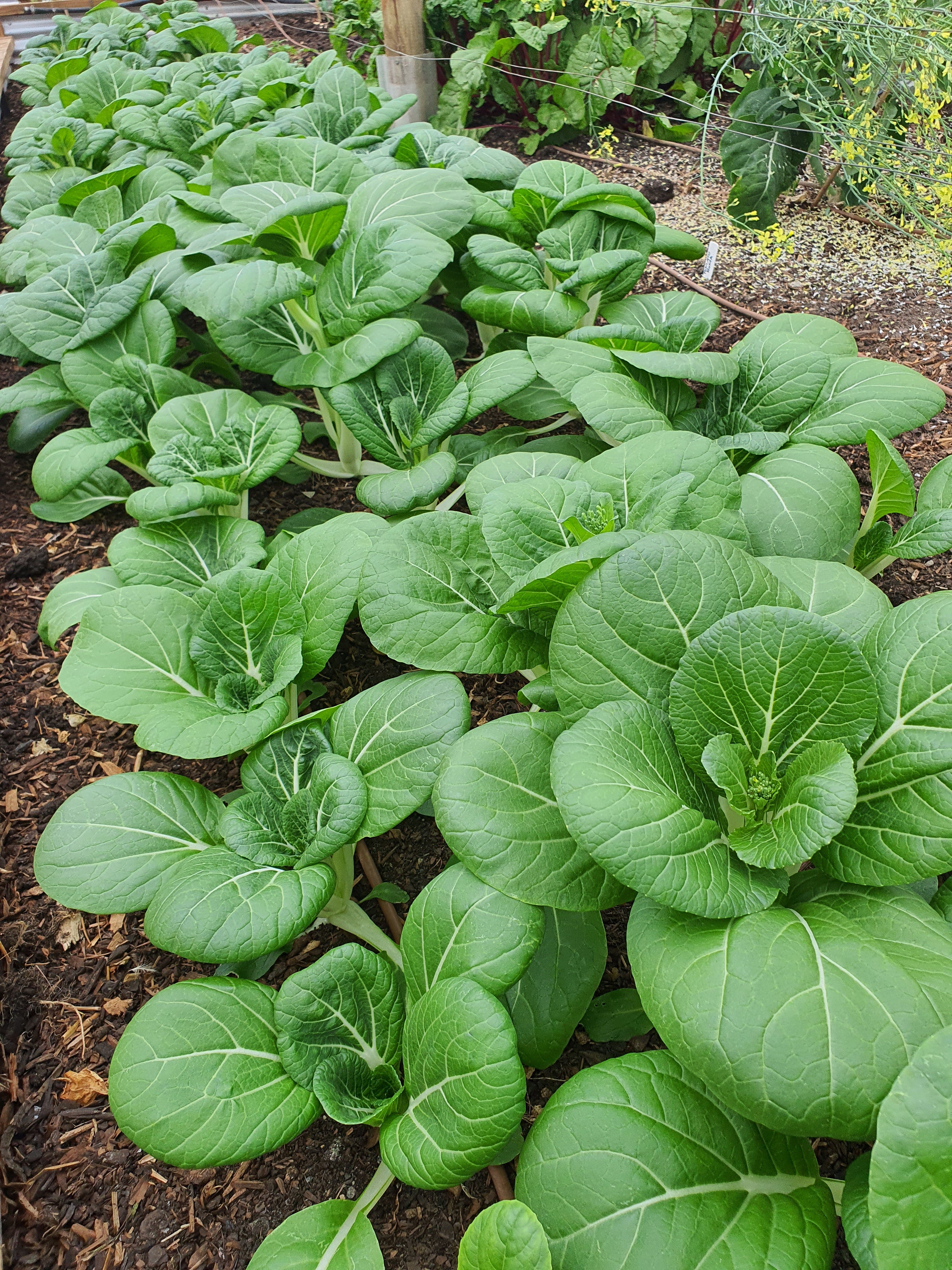 Design Your Own Smart Garden - Foundation Course