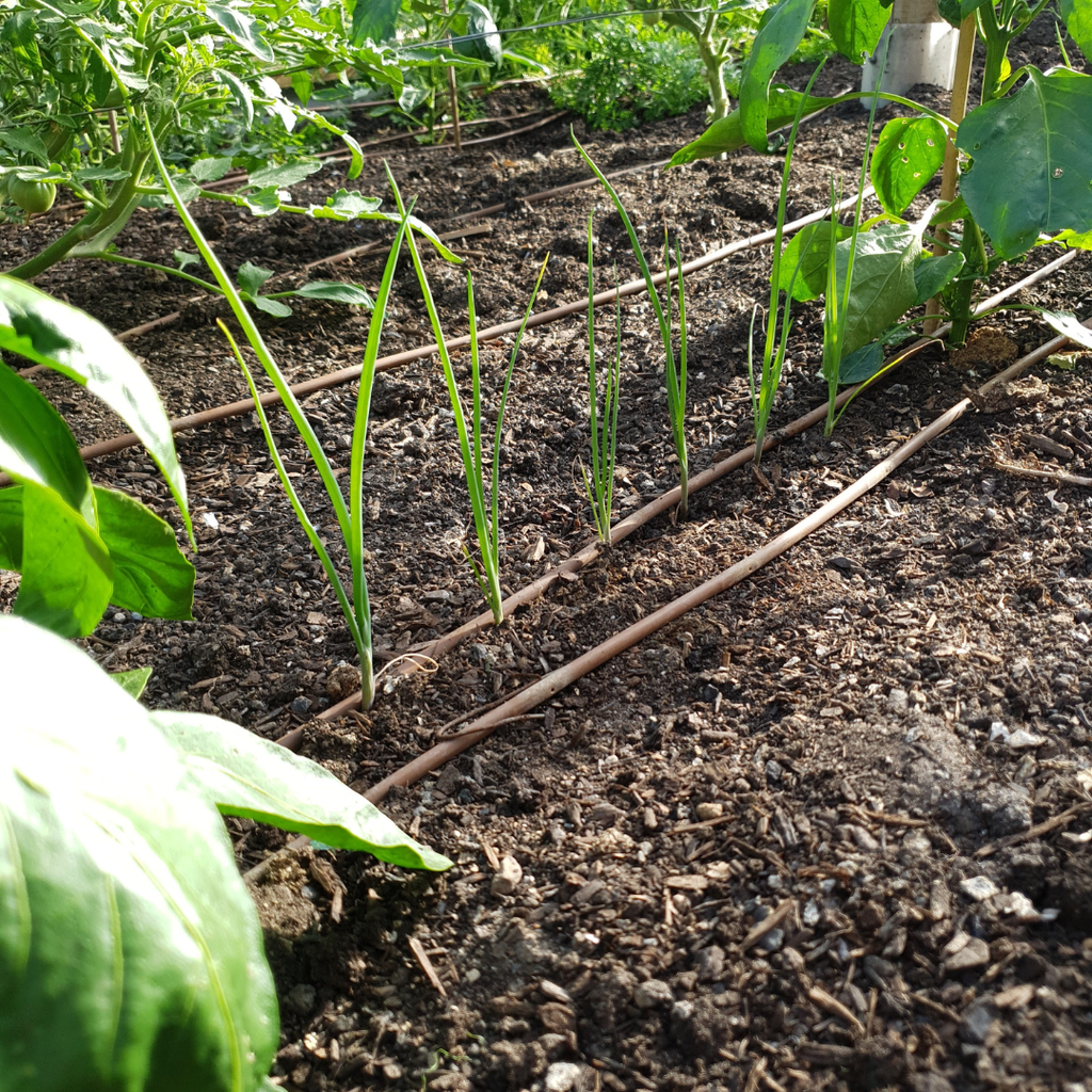 The Growsome Soil Formula